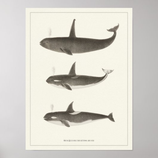 walvissen - Poster van de Orca of de Killer walvi (Voorkant)