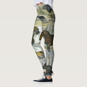 Walvissen, zeehonden en walrussen, antieke mariene leggings