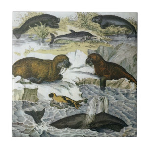 Walvissen, zeehonden en walrussen, antieke mariene tegeltje