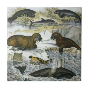 Walvissen, zeehonden en walrussen, antieke mariene tegeltje