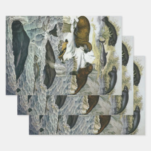  walvissen, zeehonden en walrussen, zeedieren inpakpapier vel