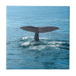 Walvisvis Tegeltje