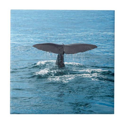 Walvisvis Tegeltje (Voorkant)