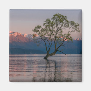 Wanaka Tree, Nieuw-Zeelandse magneet