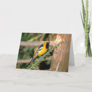 Wandelen aan de Wilde Zijde - Oriole Kaart