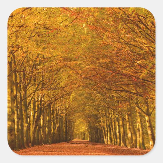 Wandelpad door het bos in de herfst sticker (Voorkant)