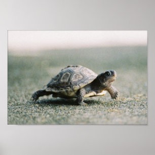 Wandelschildpad Poster