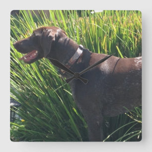 Wandklok met Duitse Shorthair Pointer Vierkante Klok