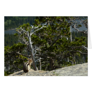 Wangetandmuis bij Two Medicine Lake Overlook