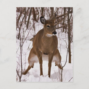Wanneer de Natuur roept Briefkaart