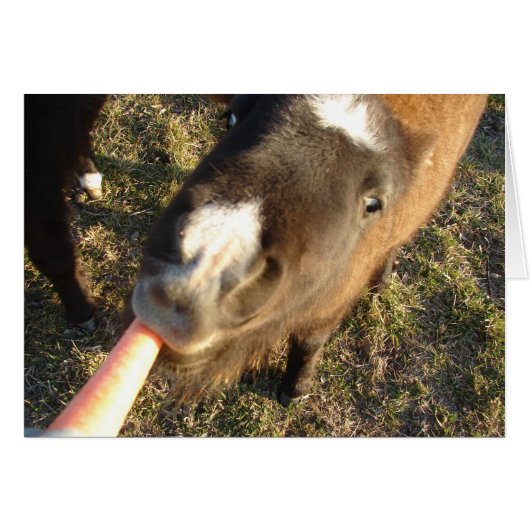 Want Carrot? (Voorkant Horizontaal)