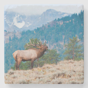Wapiti (Cervus Elephus) mannetje burlen Stenen Onderzetter