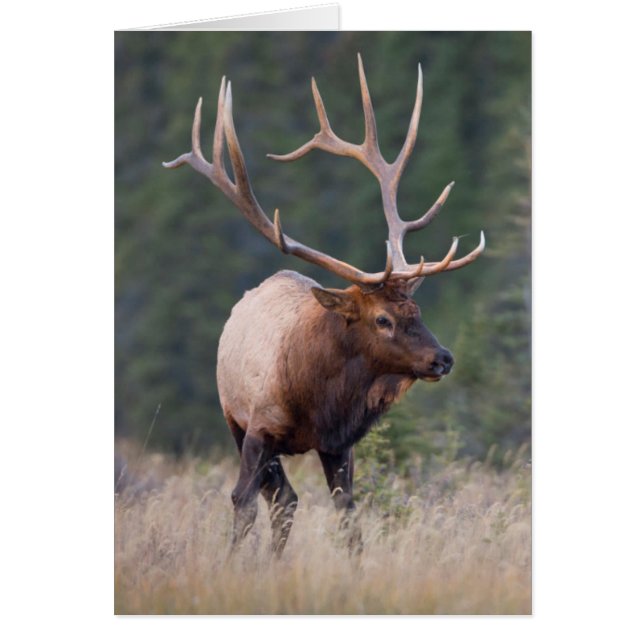 Wapiti des montagnes Rocheuses (Devant)