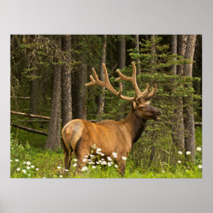 Wapiti-hert in fluweel, Canada Poster