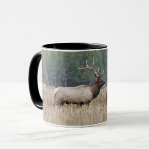 Wapiti in weide   Yellowstone National Park Mok