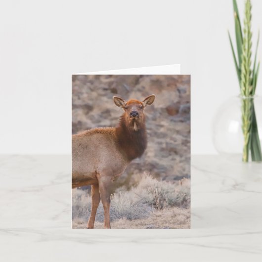 Wapiti Lady - 4" x 5.6" Notecard Kaart (Voorkant)