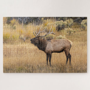 Wapiti Nationaal park Yellowstone Legpuzzel