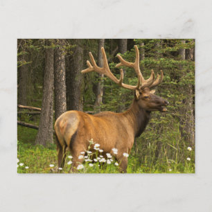 Wapitihengst in fluweel, Canada Briefkaart