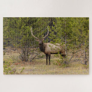 Wapitihert In Yellowstone National Park Legpuzzel