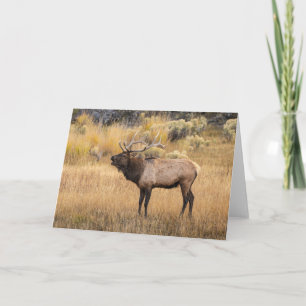 Wapitihert   Nationaal park Yellowstone Kaart