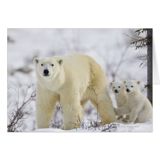 Wapusk National Park, Canada. (Voorkant Horizontaal)