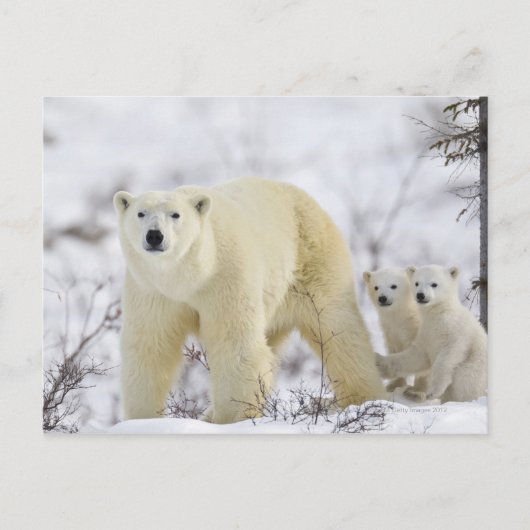 Wapusk National Park, Canada. Briefkaart (Voorkant)