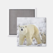 Wapusk National Park, Canada. Magneet (Voorkant / Achterkant)