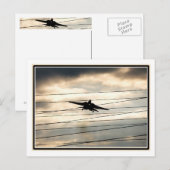 War Bird Briefkaart (Voorkant / Achterkant)