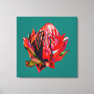 Waratah Australische waterverf van inheemse bloeme Canvas Afdruk