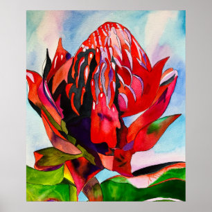 Waratah Australische waterverf van inheemse bloeme Poster