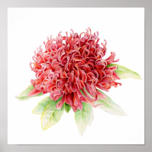 Waratah botanical fine art waterverf poster print (Voorkant)