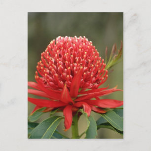 Waratah in bloom, Australische bloemen Briefkaart