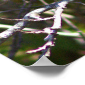 Warbler Bird Photo Poster (Coin)