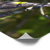 Warbler Bird Photo Poster (Coin)