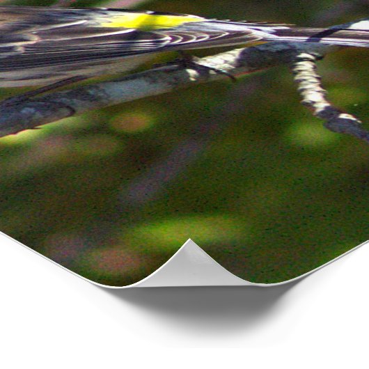 Warbler Bird Photo Poster (Coin)