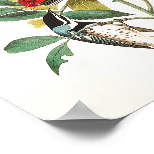 Warbler door John James Audubon Poster (Hoek)