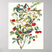 Warbler door John James Audubon Poster (Voorkant)