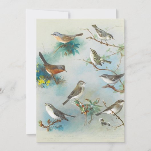 Warbler en Wrens, (Voorkant)