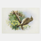 Warbler en Wrens, Inpakpapier Vel (Voorkant 2)