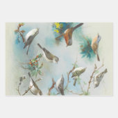 Warbler en Wrens, Inpakpapier Vel (Voorkant)