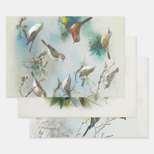 Warbler en Wrens, Inpakpapier Vel (Set)