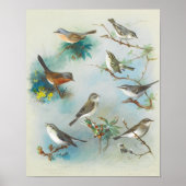 Warbler en Wrens, Poster (Voorkant)