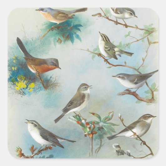 Warbler en Wrens, Vierkante Sticker (Voorkant)