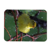 Warbler Magneet (Horizontaal)