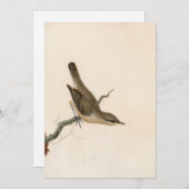 Warbler Reed Wren | William Lewin (Voorkant / Achterkant)