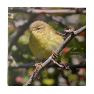 Warbler Tile/Trivet Tegeltje