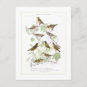 Warblers Briefkaart