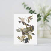 Warbling Flycatcher Kingbird Audubon art Briefkaart (Staand voorkant)