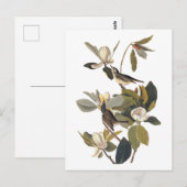 Warbling Flycatcher Kingbird Audubon art Briefkaart (Voorkant / Achterkant)