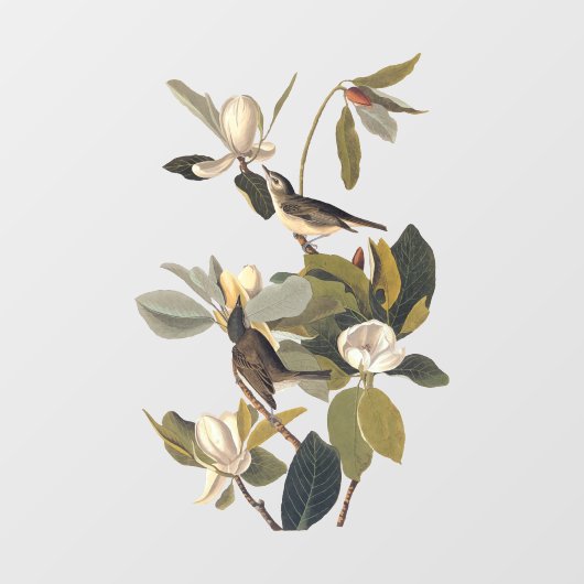 Warbling Flycatcher Kingbird  Audubon Pock Raamsticker (Vel)